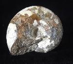Pleurotomaria cf. actinomorphala EUDES-DESLONG-CHAMPS 1849 - Bild © FossNet FossilienStore